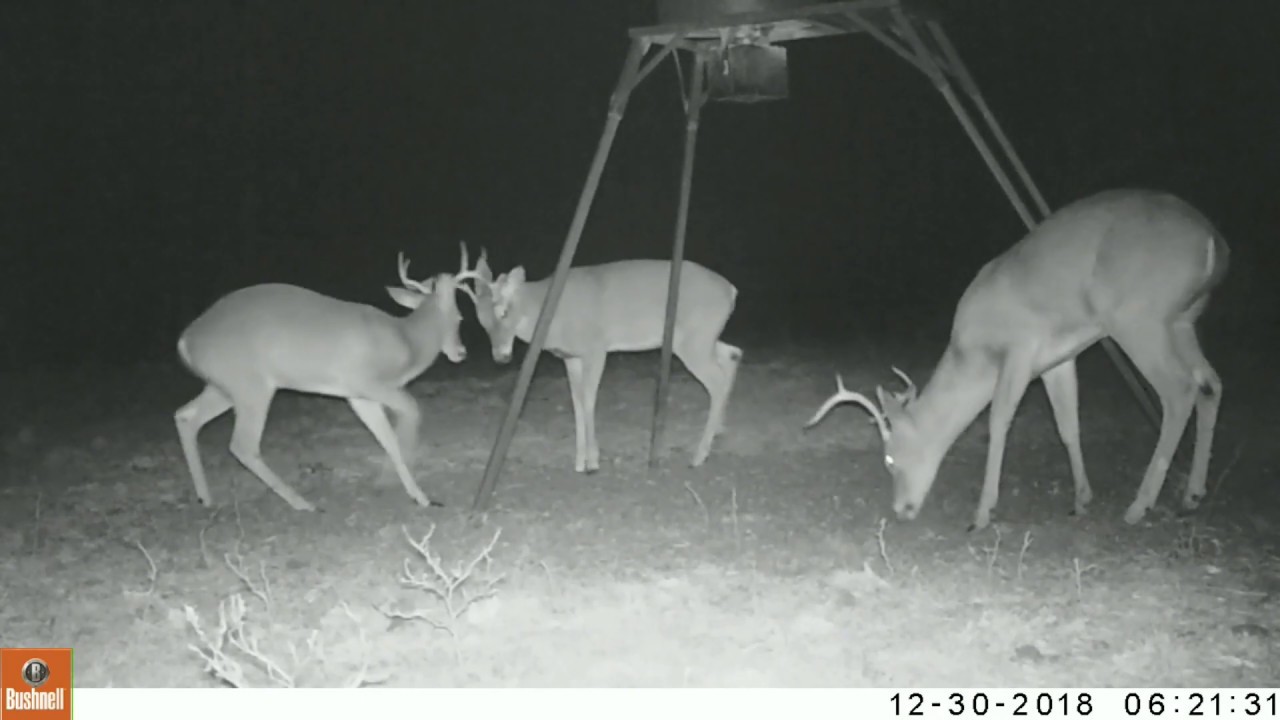 trail camera with video and sound Texas Trail Cam Compilation Jan 12, 2019