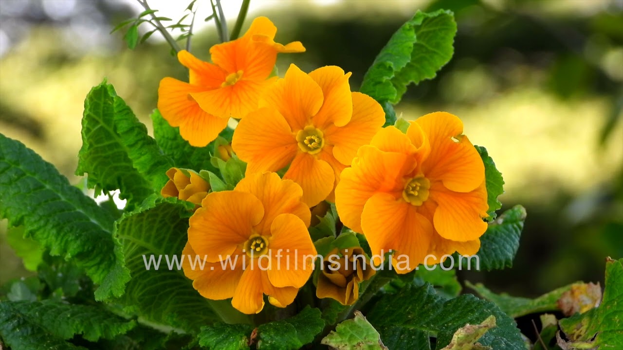 Primulas in the Himalayan spring, not all wild species - garden Primulas most, save for floribunda