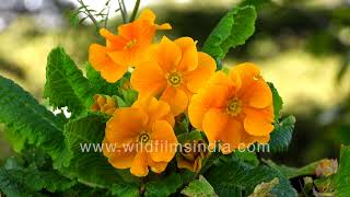 Primulas In The Himalayan Spring, Not All Wild Species - Garden Primulas Most, Save For Floribunda