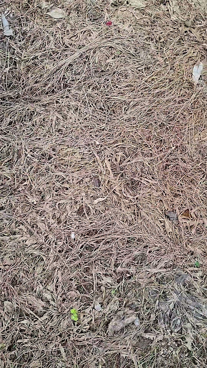 Cara mudah matikan rumput dgn racun tabur sebelum tanam semula.