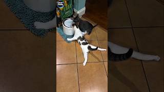 Funny cats!🤪🤪🤪/Смешные котики🤪🤪🤪 26