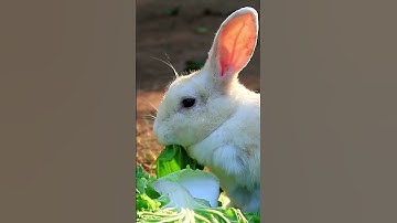 Bunnies are Hopping All Around : Kids Song ; Kids Video 🐇