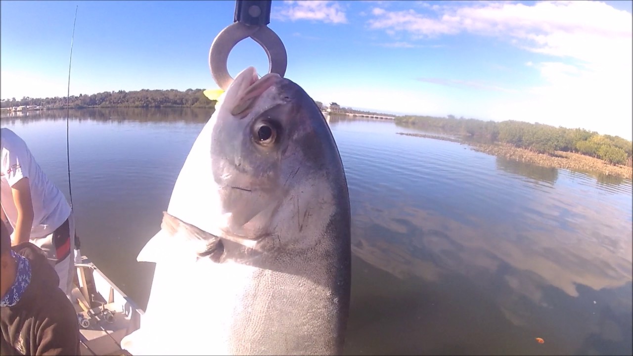 New Fish We Caught in Rose Bay! YouTube