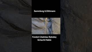 Oberkarbon Zwickau Sphenophyllum Pflanzenfossilien Plantfossil
