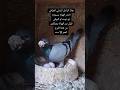 ماشألله دكر حمام زاجل عمره 17سنة الحمام زاجل Pigeon العريفي الجيلي اكسبلور المراه طيور ال ماشألله دكر حمام زاجل عمره 17سنة الحمام زاجل Pigeon العريفي الجيلي اكسبلور المراه طيور ال