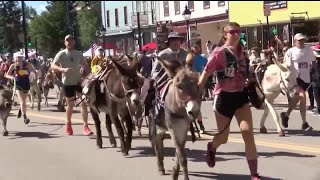 Leadville's Boom Days Burro Races