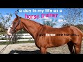 the ultimate barn vlog| weaning my colt + getting THREE new horses