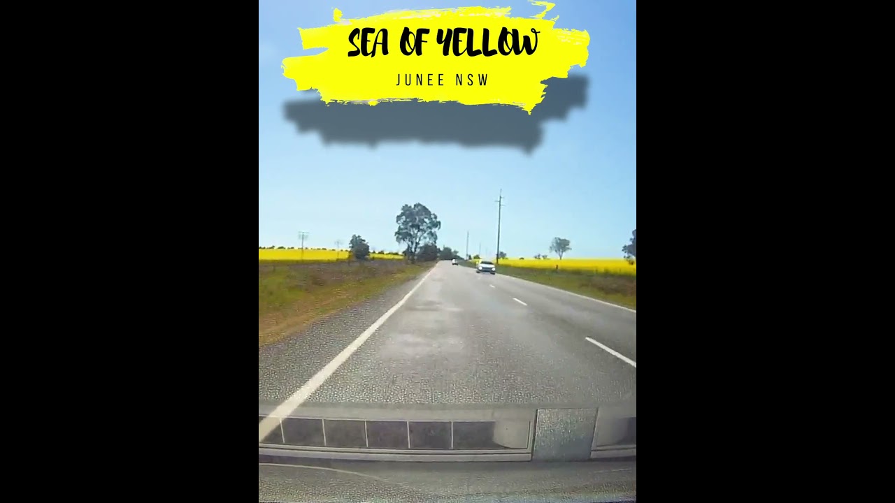 Sea of yellow, Junee NSW Australia 🇦🇺 
