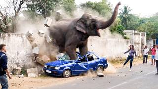 Terrifying Elephant Encounters Caught On Camera !