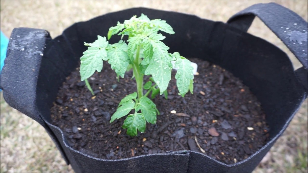 Planting Rosella Purple Tomato In Containers YouTube