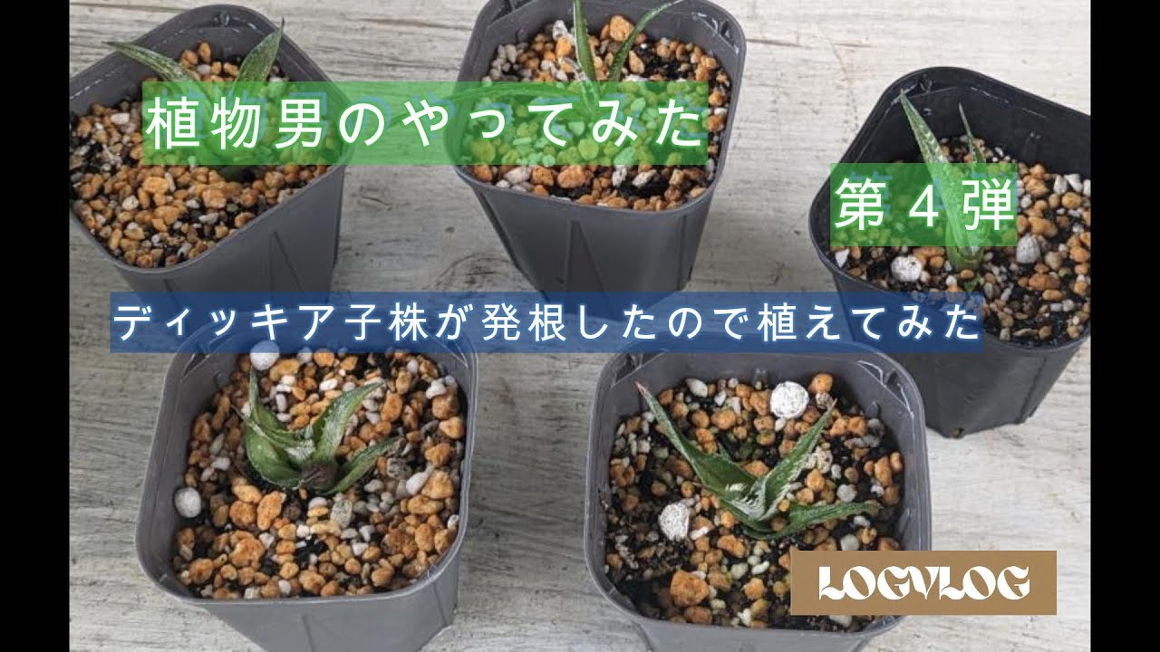 ディッキアの子株中心に植物をまとめて売ります！ ディッキアを植え替えてみた ②ディッキア子株を植え付け編 - YouTube