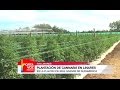 La plantación más grande de cannabis en Sudamérica está en Linares