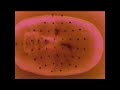 Hypernature - Primitizer (Official Video) VHS
