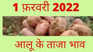 1फरवरी -2022 -आलू -के ताजा भाव।#आज_आलू_का_भाव  #aajkaaalukabhavtaaja  #छिब्रामऊ_मंडी_के_आलू_का_भाव