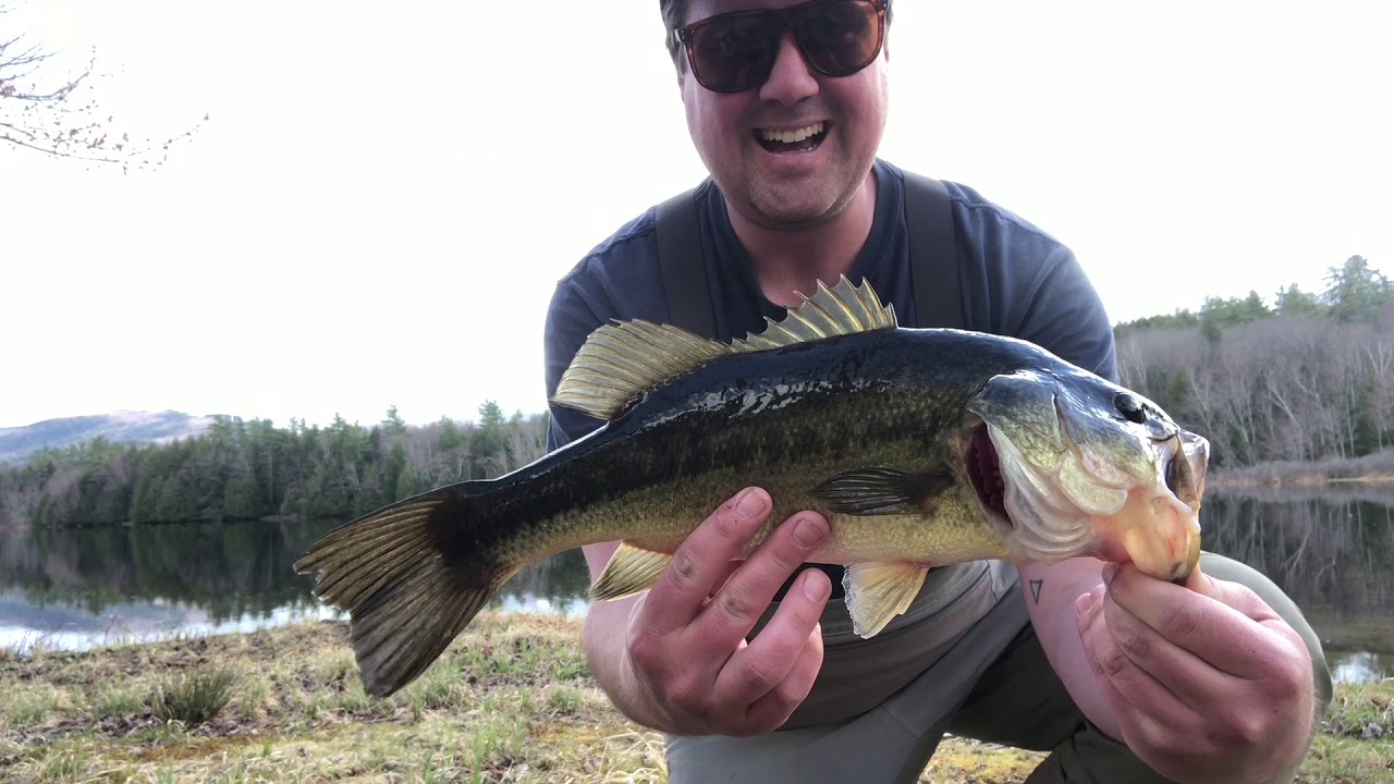 Fly Fishing for Largemouth Bass (Prespawn Hotspot) YouTube