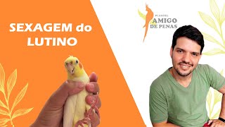 3 técnicas para desvendar o sexo do lutino pelo visual