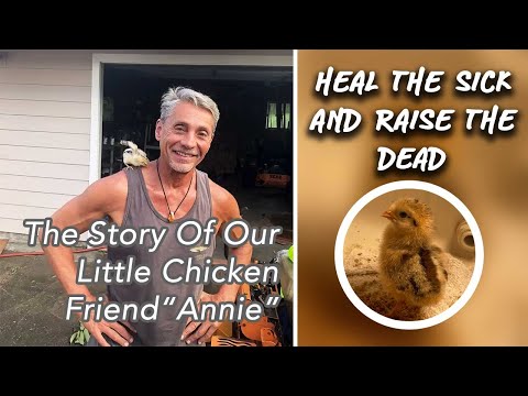 Heal The Sick & Raise The Dead - The Story Of Our Little Chicken Friend "Annie" | Dr. Robert Cassar