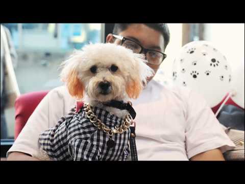 Puparazzi Luxury Dog