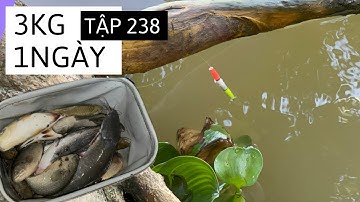 Tập 238 - Câu Cá Rô Ven Cống Dẫn Nước Lên Ruộng Lúa Cá Ăn Thấy Mê