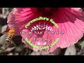 Comment rcolter des fleurs dhibiscus de canneberge pour le th  permaculture haven