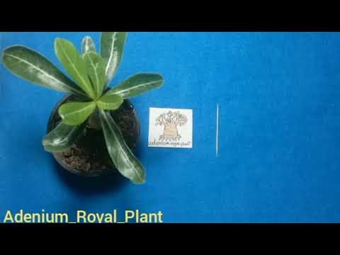 آموزش کور کردن آدنیوم قسمت دوم