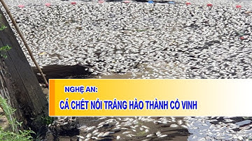 Nghệ An: Cá c:h:ế:t nổi trắng hào thành cổ Vinh
