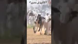 Bull Race In Pakistan bullrace bullrace2018 bullracevideo bullrace2022 shortsviral shorts