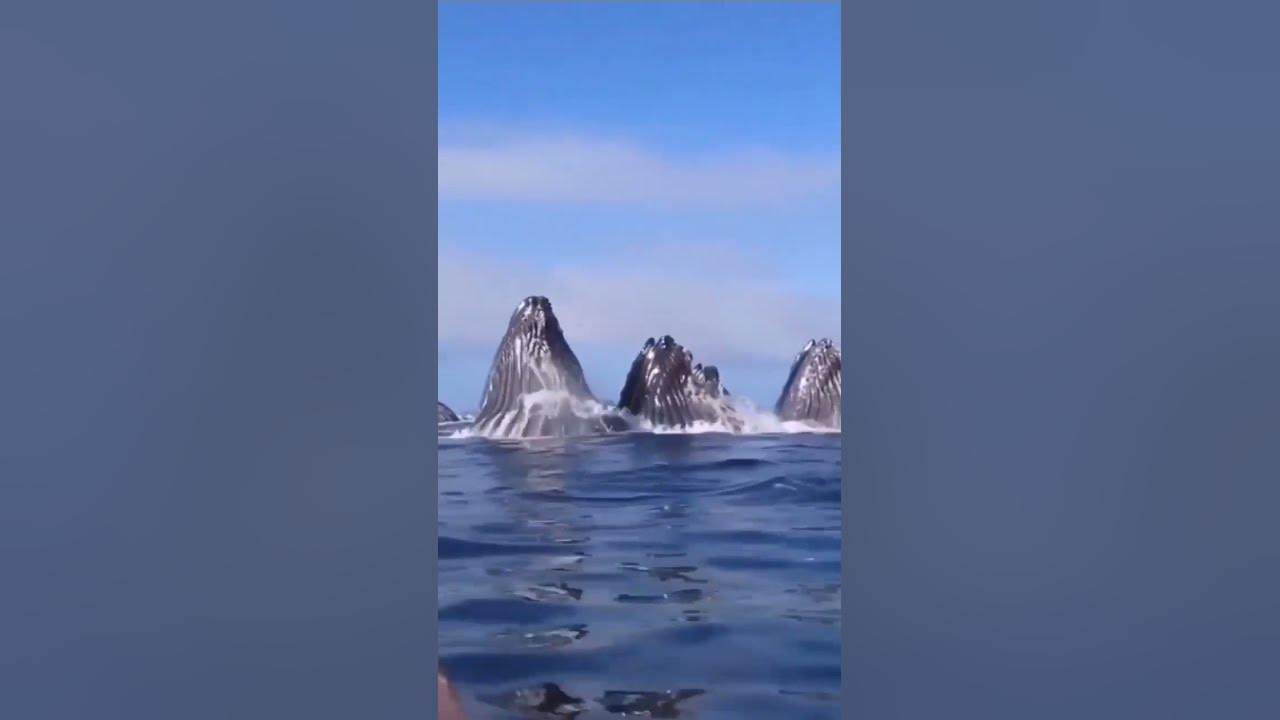 whales?😲oh god what the heck?#whale#spermwhale#sounds#ocean#travel2021