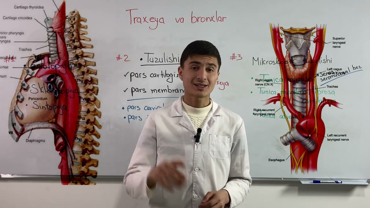 Traxeya//Respiratoriya//@Med_Aura_team