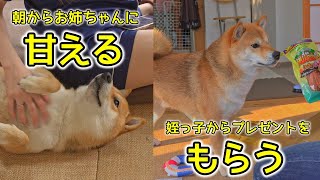 愛され柴犬、お姉ちゃんに甘えたり姪っ子からプレザントをもらったり幸せに過ごす柴犬てぃーだ　#柴犬 #柴犬てぃーだ #再会