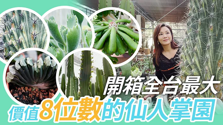 【植感太太】s1 ep25｜开箱全台最大  价值八位数的仙人掌园 - 天天要闻