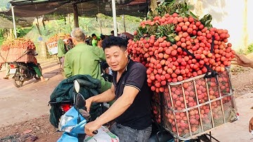 Cập nhật giá vải thiều Lục Ngạn ngày 2/7/2020 | tại Đèo cạn,Cầu sắt  Sơn Hải | bản sắc miền núi