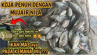FULL OF NILE MUJAIR IN A DARKY SITE, GOLDFISH ARE AFRAID OF WATER MONSTERS