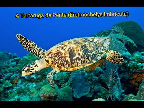 Vídeo: Por que a tartaruga marinha verde é famosa?
