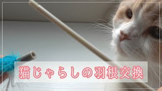 猫じゃらしの羽根を取り替える〜スコティッシュフォールドのココちゃん〜