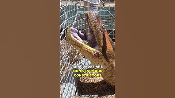 Anaconda | The Largest Snake On Earth