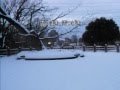 雪つばき再度