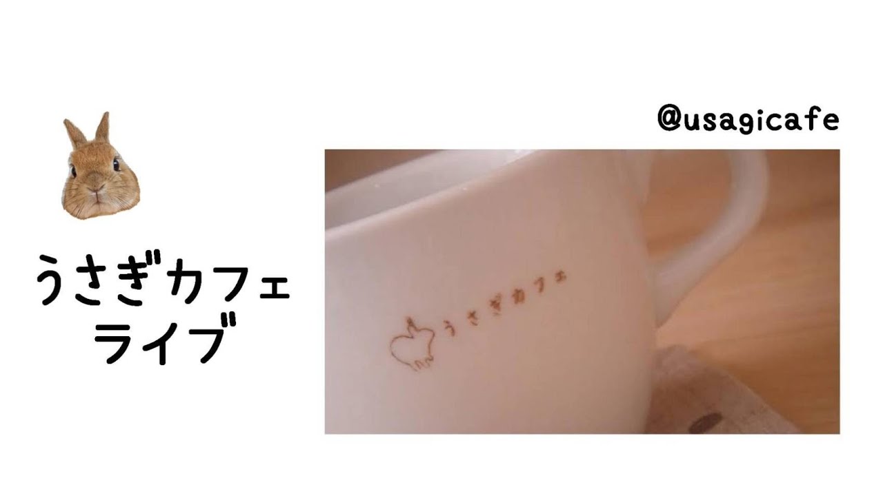 【16】うさぎカフェライブ｜静かに過ごすうさぎ時間（無音）🐰☕