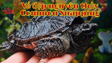 Vẻ đẹp nguyên thủy của Rùa Common Snapping | Việt Pet Garden