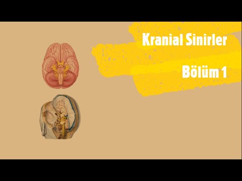 Kranial sinirler - Bölüm 1 [Teorik]