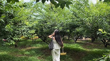 cỏ cây suối thác mộc châu ôm tôi vào lòng