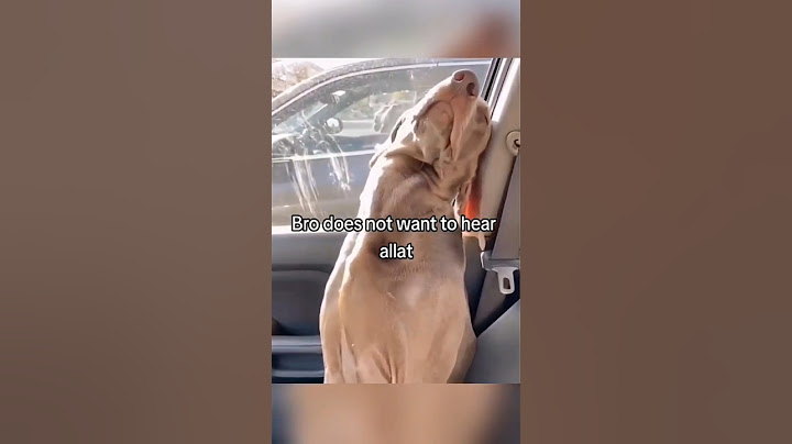 Dogs being idiots part 121 🤣🐕 #funnydog #funnypet #cutedog #dog #shorts #dogshorts