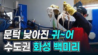 문턱 낮아진 귀어~ 수도권 화성 백미리마을│귀농귀촌 노하우│경영이양직불제│경기도 화성시 귀농귀촌│청년귀어│취업│어부