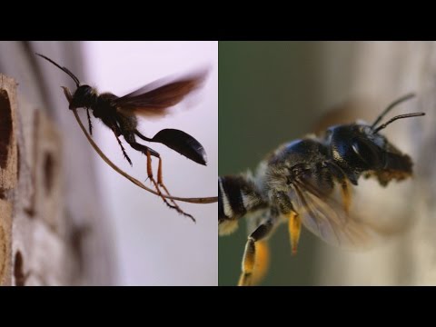 ಕಣಜಗಳು ಮತ್ತು ಜೇನುನೊಣಗಳ ನಡುವಿನ ದೊಡ್ಡ ವ್ಯತ್ಯಾಸ