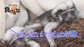 ずっと、いっしょだね　江戸川区自然動物園のワタボウシタマリンの赤ちゃん