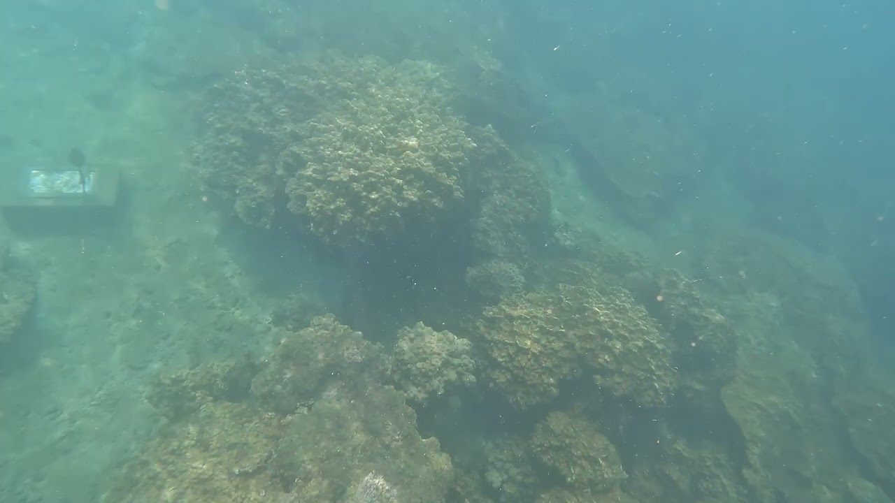 Snorkelling Off the Golfo Dulce - Costa Rica 