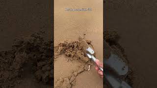 Buried a Dead Fish Back Into the Sand #ocean #beachlife #sealife #nature #wildlife #shorts