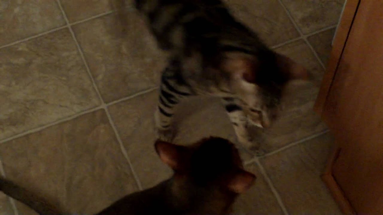 Chausie cat jabs Bengal and runs! YouTube