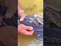PAWANG ITU MENANGKAP PULUHAN ULAR SEORANG DIRI #shorts #trending