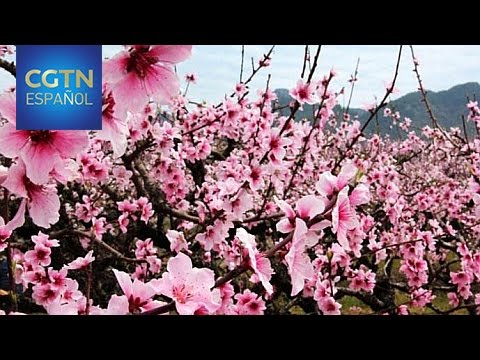 Los campos de flores de durazno impulsan el turismo en Zhejiang - YouTube